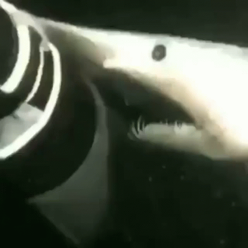 A Close Up Of A Shark 'S Mouth And Teeth In A Black And White Photo . GIF
