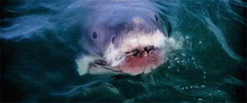 A Close Up Of A Shark Swimming In The Ocean . GIF