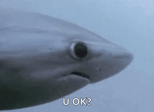 A Close Up Of A Shark With The Words `` U Ok '' Written On It . GIF