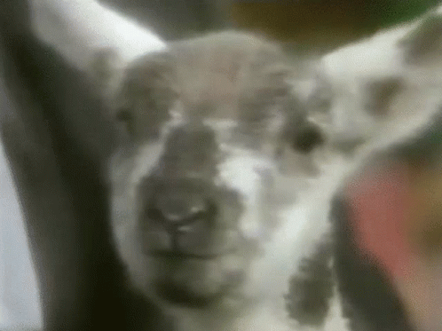 A Close Up Of A Sheep 'S Face Looking At The Camera With A Blurry Background GIF