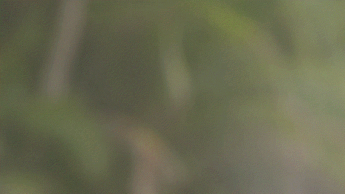 A Close Up Of A Sheep 'S Head With A Green Background GIF