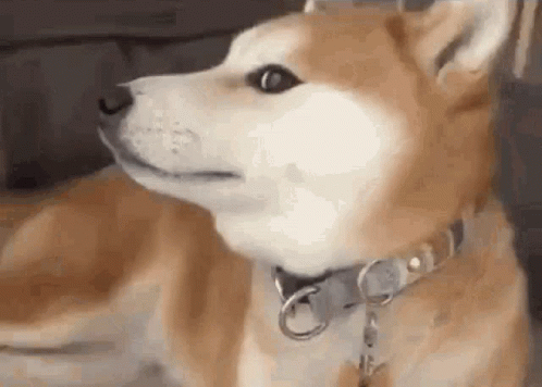 A Close Up Of A Shiba Inu Dog Wearing A Collar Looking At The Camera . GIF
