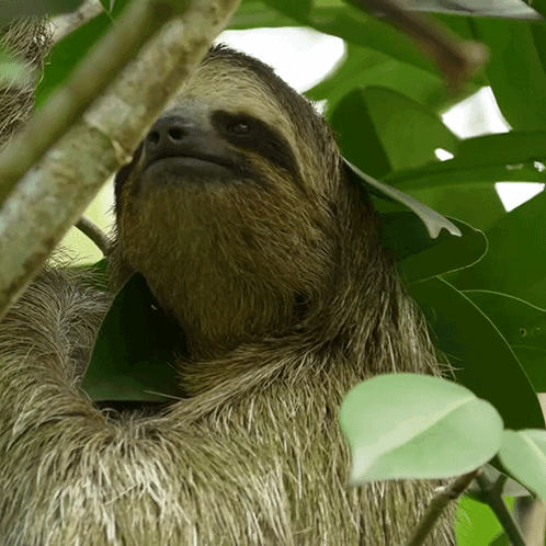 A Close Up Of A Sloth In A Tree With Leaves GIF