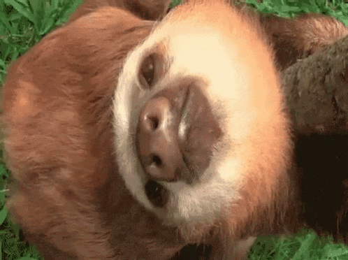 A Close Up Of A Sloth Laying On Its Back In The Grass Looking At The Camera . GIF