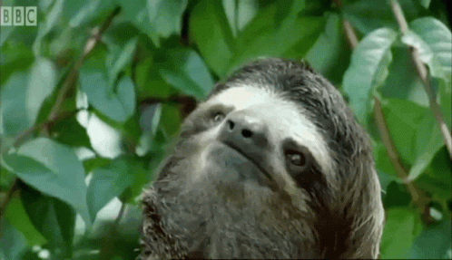 A Close Up Of A Sloth Looking Up At The Camera With Bbc Written In The Corner GIF