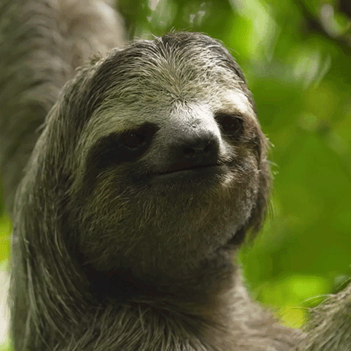 A Close Up Of A Sloth 'S Face Looking At The Camera GIF