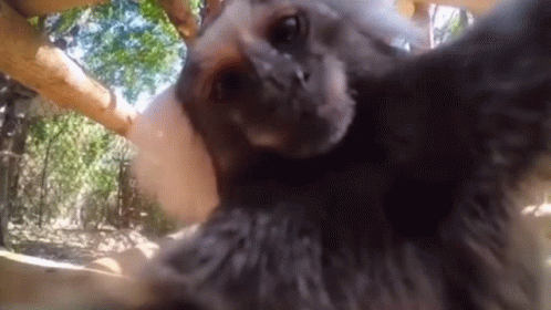 A Close Up Of A Sloth Taking A Picture Of Itself . GIF