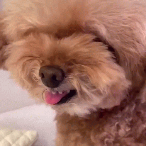 A Close Up Of A Small Brown Dog With Its Tongue Out . GIF