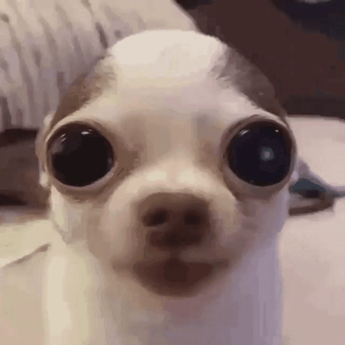 A Close Up Of A Small Dog 'S Face With Big Eyes Looking At The Camera . GIF