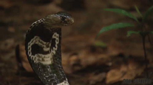 A Close Up Of A Snake On The Ground With The Words Dual Survival On The Bottom GIF