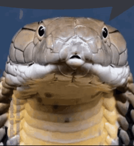 A Close Up Of A Snake 'S Face Against A Blue Background GIF