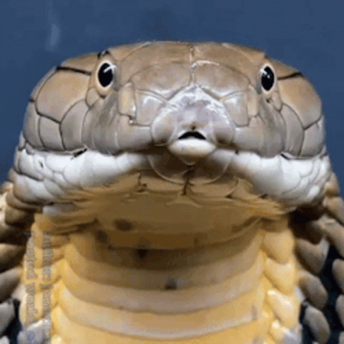A Close Up Of A Snake 'S Face With A Blue Background And A Watermark That Says Andrew James GIF