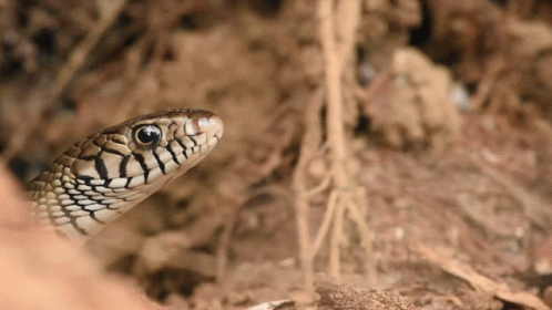 A Close Up Of A Snake 'S Face With A Blurred Background GIF