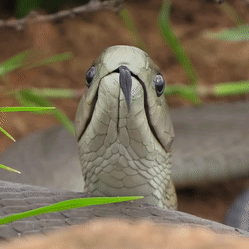 a close up of a snake 's head with its tongue out