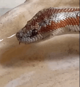 a close up of a snake 's head with its tongue sticking out .