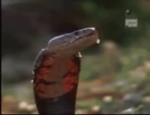 A Close Up Of A Snake 'S Mouth With A Spider In It . GIF