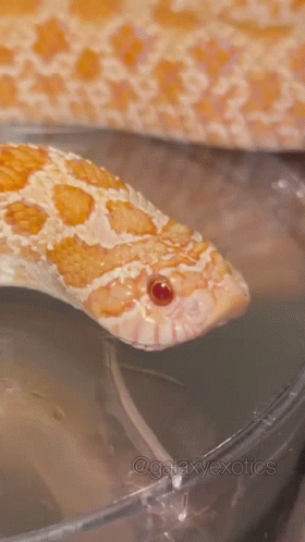 a close up of a snake with a red eye