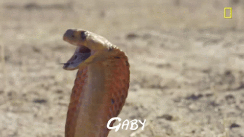 A Close Up Of A Snake With Gaby Written On The Bottom Right GIF