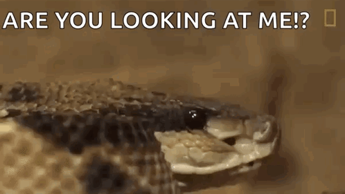 a close up of a snake with the words are you looking at me written on the bottom