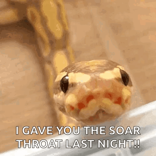 a close up of a snake with the words `` i gave you the soar throat last night ''
