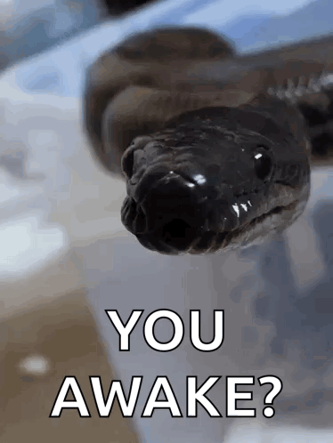 A Close Up Of A Snake With The Words " You Awake " Written Below It GIF