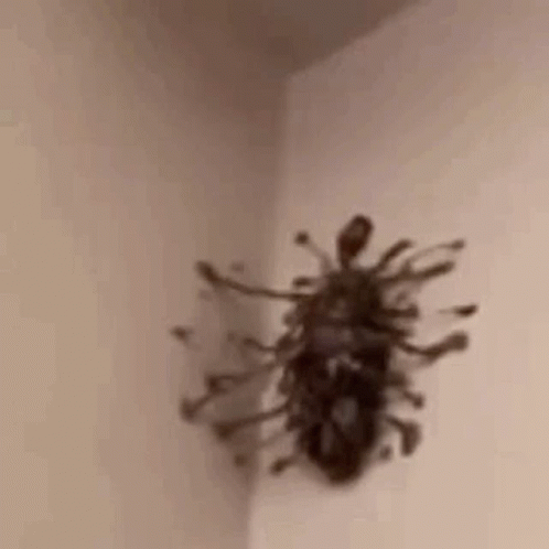 A Close Up Of A Spider On A Wall . GIF