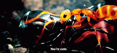 A Close Up Of A Spider With The Words `` You 'Re Cute '' Written Below It . GIF