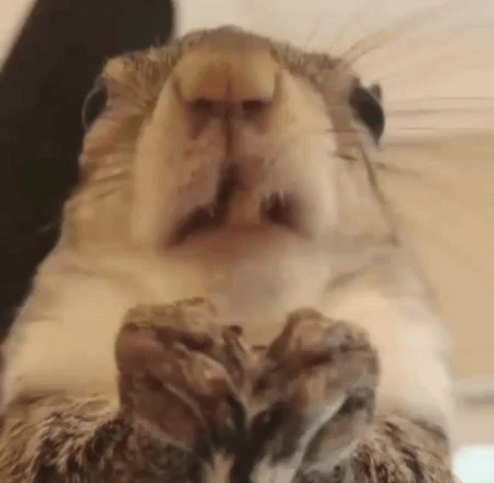 A Close Up Of A Squirrel 'S Face With Its Mouth Open And Its Paws Up . GIF