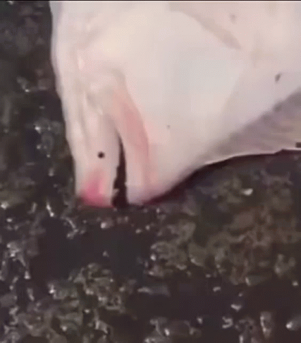 A Close Up Of A Stingray Swimming In The Water With Its Mouth Open . GIF