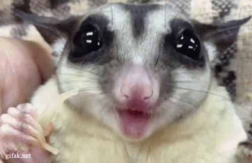 A Close Up Of A Sugar Glider With Its Mouth Open GIF