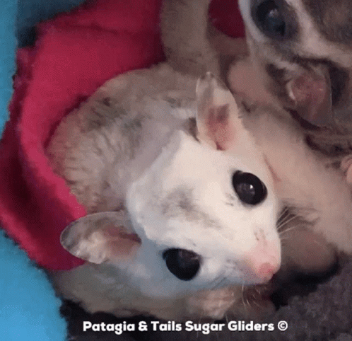 A Close Up Of A Sugar Glider With The Words Patagia & Tails Sugar Gliders Above It GIF