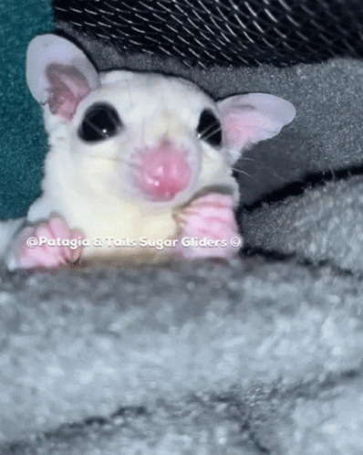 A Close Up Of A Sugar Glider With The Words Patagia & Tails Sugar Gliders GIF