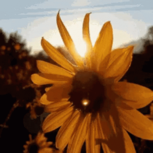 A Close Up Of A Sunflower With The Sun Shining Through It GIF