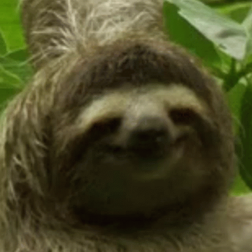 A Close Up Of A Three Toed Sloth Smiling In A Forest . GIF