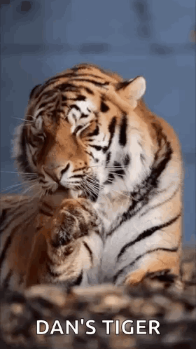 A Close Up Of A Tiger Cleaning Itself With The Words `` Dan 'S Tiger '' Written On The Bottom . GIF