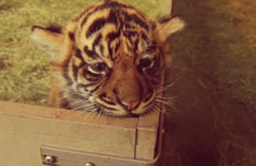 A Close Up Of A Tiger Cub Looking Out Of A Box GIF