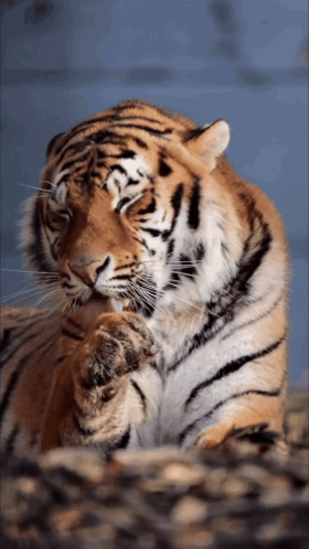 A Close Up Of A Tiger 'S Face With A Blue Background GIF