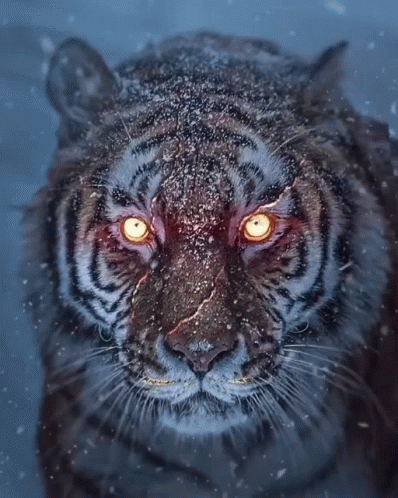 A Close Up Of A Tiger 'S Face With Glowing Yellow Eyes GIF