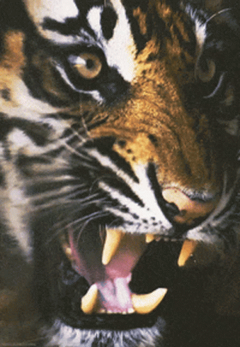 A Close Up Of A Tiger 'S Mouth With Its Mouth Open GIF