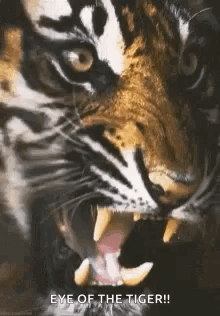 A Close Up Of A Tiger With Its Mouth Open And Teeth Showing . GIF