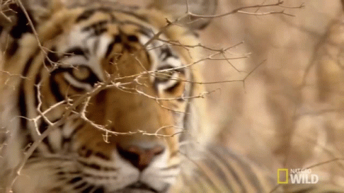 A Close Up Of A Tiger With National Geographic Wild Written On The Bottom Right GIF