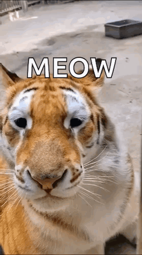 A Close Up Of A Tiger With The Word Meow Written Above It GIF