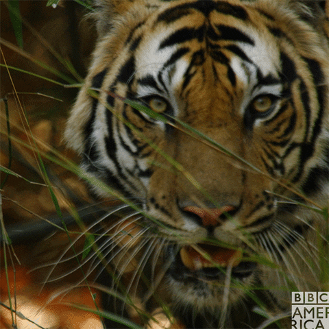 A Close Up Of A Tiger With The Words Bbc America On The Bottom Right GIF