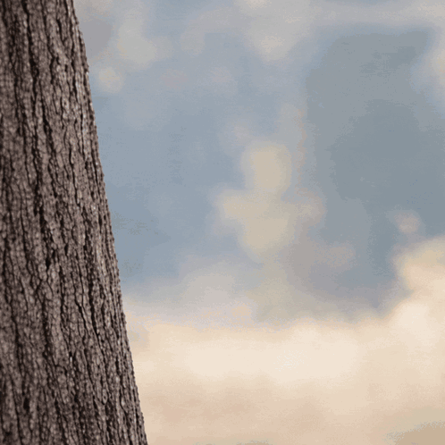 a close up of a tree trunk with a blue sky in the background