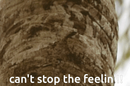 A Close Up Of A Tree Trunk With The Words Can 'T Stop The Feelin ' GIF