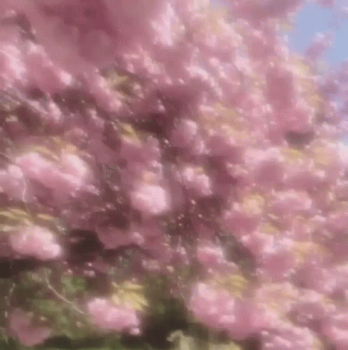 A Close Up Of A Tree With Pink Flowers On It GIF
