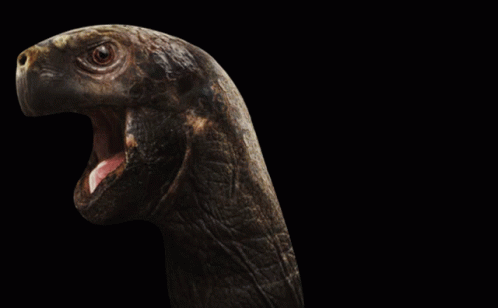 A Close Up Of A Turtle With Its Mouth Wide Open GIF