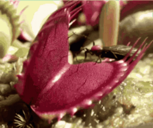A Close Up Of A Venus Fly Trap With A Bug On It GIF