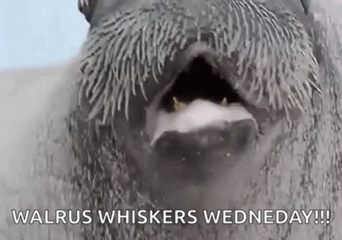 A Close Up Of A Walrus With Its Mouth Open And The Words Walrus Whiskers Wednesday Written On It . GIF