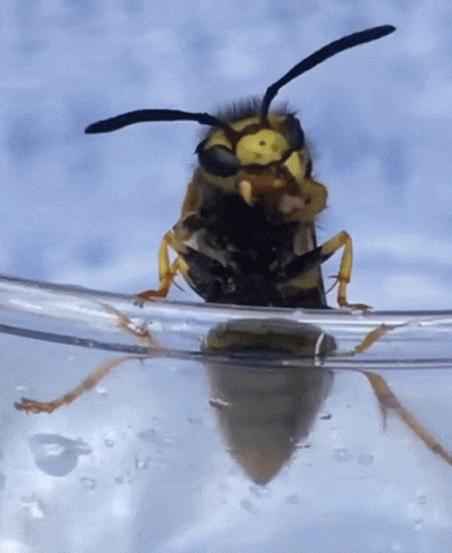 A Close Up Of A Wasp On A Glass Of Water GIF
